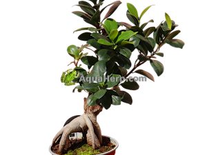 Ficus microcarpa “Ginseng” - Varjoviikuna