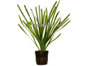 Akvaariokasvit netistä vallisneria.