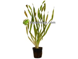 Akvaariokasvit verkkokauppa kierteisvallisneria.